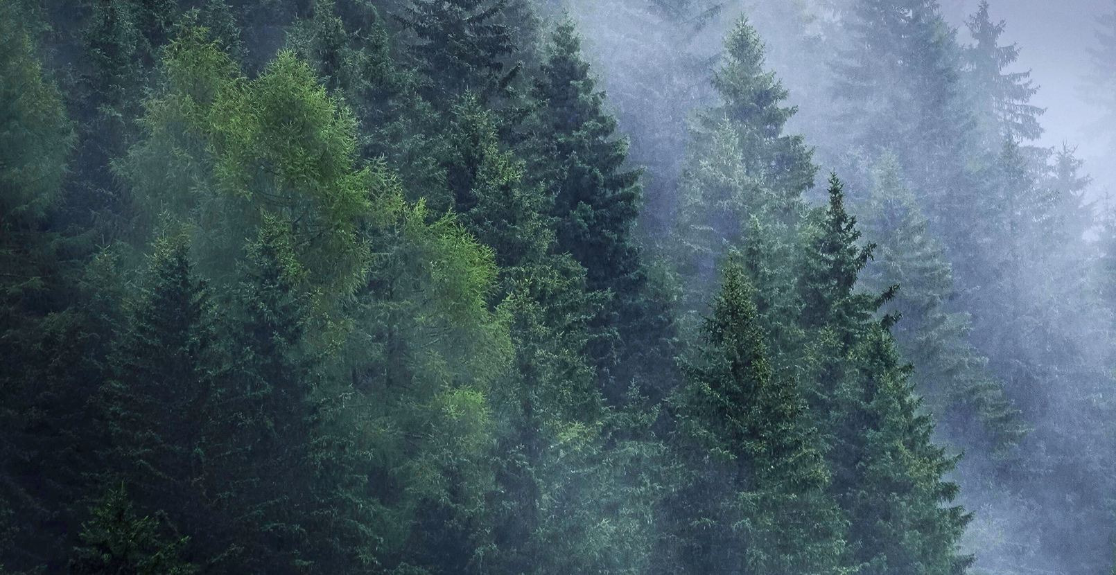 Włóczka Forest Yarn, kolor Ciemny las 601 Dark forest